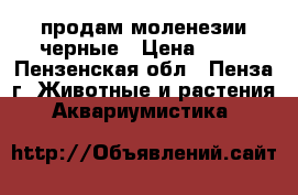 продам моленезии черные › Цена ­ 30 - Пензенская обл., Пенза г. Животные и растения » Аквариумистика   